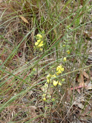Hibbertia linearis