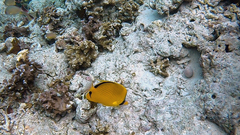 Chaetodon semeion
