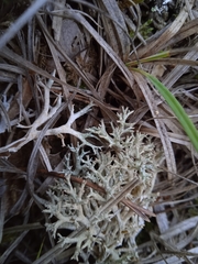 Cladonia rangiformis