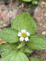 Galinsoga quadriradiata