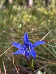 Gentiana autumnalis