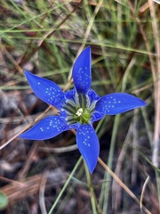 Gentiana autumnalis