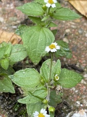 Galinsoga quadriradiata