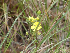 Hibbertia linearis