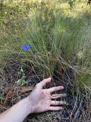Gentiana autumnalis