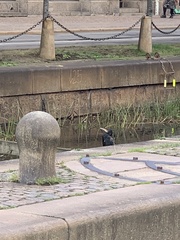 Phalacrocorax carbo