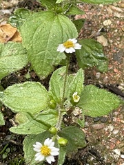 Galinsoga quadriradiata