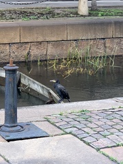 Phalacrocorax carbo