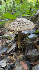 Chlorophyllum olivieri