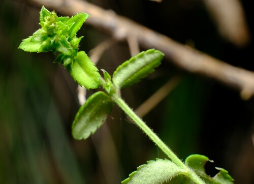 Image of Shade Raspwort (Gonocarpus humilis) by (c) Peter Crowcroft, some rights reserved (CC BY)