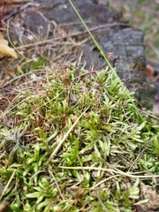 Polytrichum commune