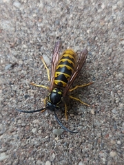 Vespula