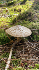 Chlorophyllum olivieri