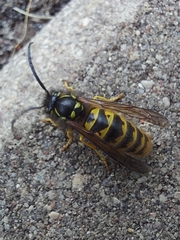 Vespula