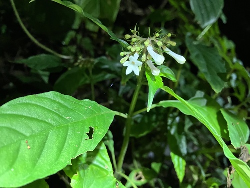 Ophiorrhiza japonica iNat (3)