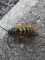 Vespula