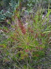 Erica vagans
