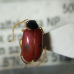 Monolepta comoeensis