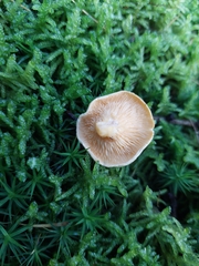 Hygrophoropsis aurantiaca