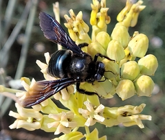 Xylocopa californica arizonensis