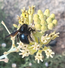 Xylocopa californica arizonensis