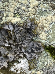 Umbilicaria cylindrica