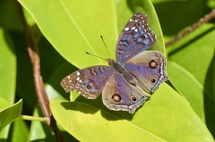 Junonia rhadama