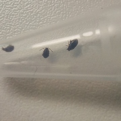 Longitarsus parvulus