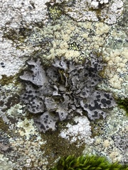 Umbilicaria cylindrica