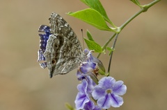 Junonia rhadama