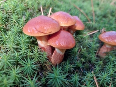 Suillus grevillei