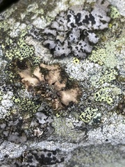 Umbilicaria cylindrica