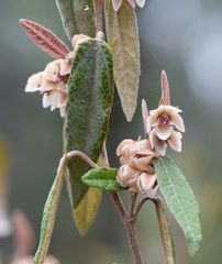 Lasiopetalum macrophyllum