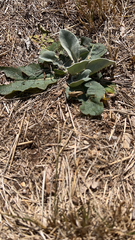 Verbascum thapsus