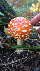 Amanita