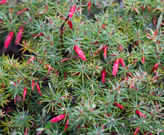 Stenanthera conostephioides