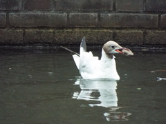 Chroicocephalus ridibundus