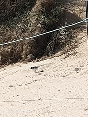 Thinornis cucullatus