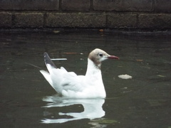Chroicocephalus ridibundus