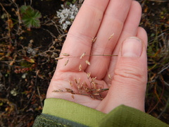 Poa arctica