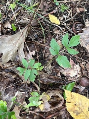 Xanthorhiza simplicissima