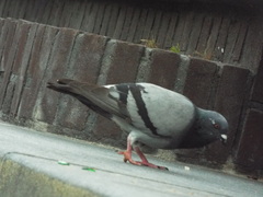 Columba livia domestica