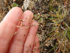 Poa arctica
