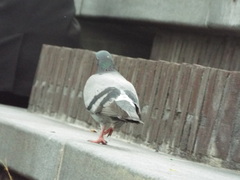 Columba livia domestica