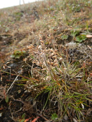 Poa arctica