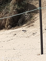 Thinornis cucullatus