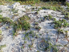 Charadrius pecuarius