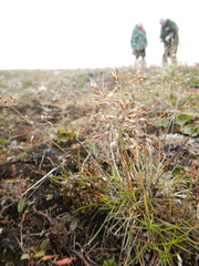 Poa arctica