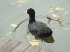 Fulica atra