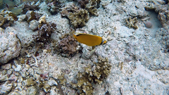 Chaetodon semeion